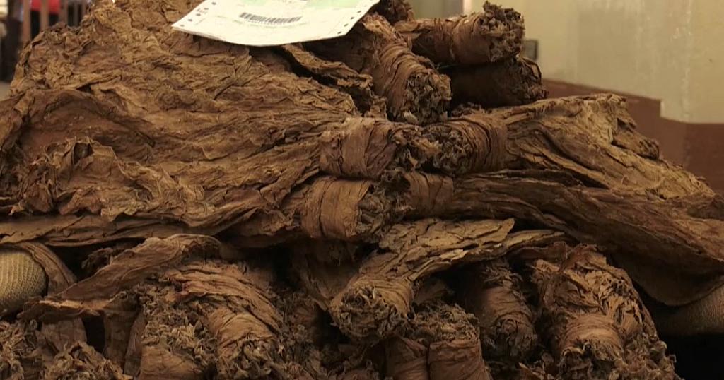 Malawi looks to cannabis for profits amid declining Tobacco demand