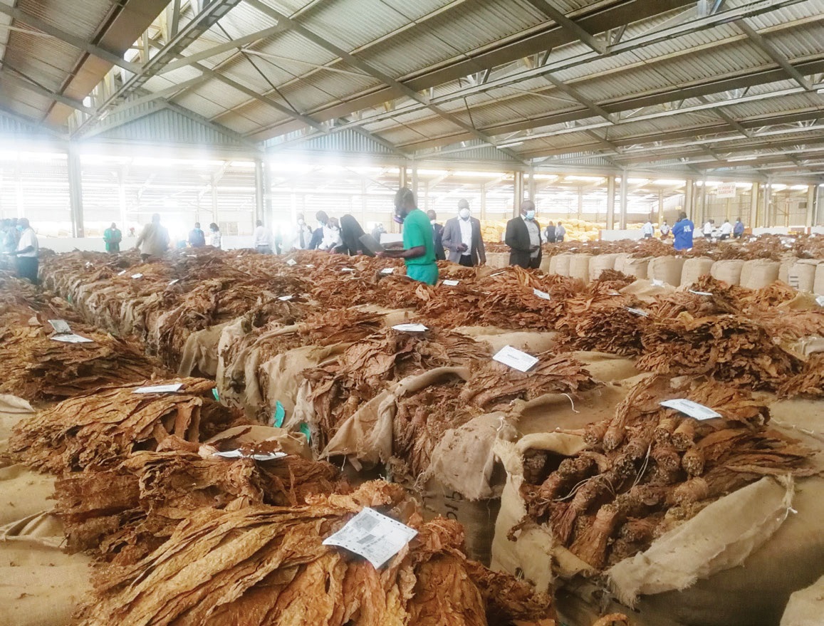 Malawi&rsquo;s tobacco sales up 55% in latest season: regulator
