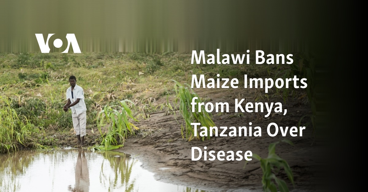Malawi Bans Maize Imports From Kenya, Tanzania Over Disease